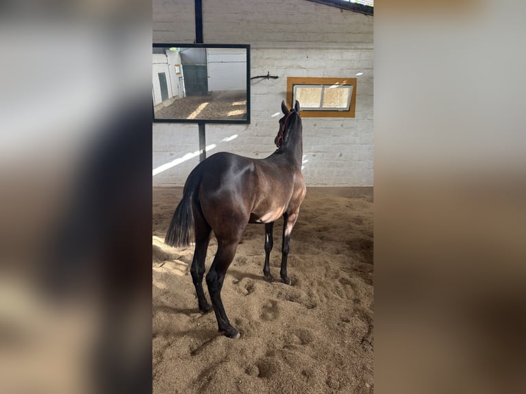 Lusitano Merrie 2 Jaar 155 cm Schimmel in Santarém
