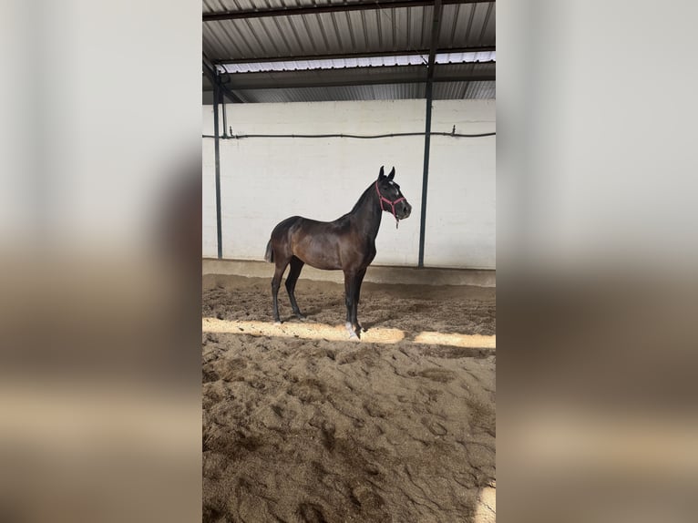 Lusitano Merrie 2 Jaar 155 cm Schimmel in Santarém