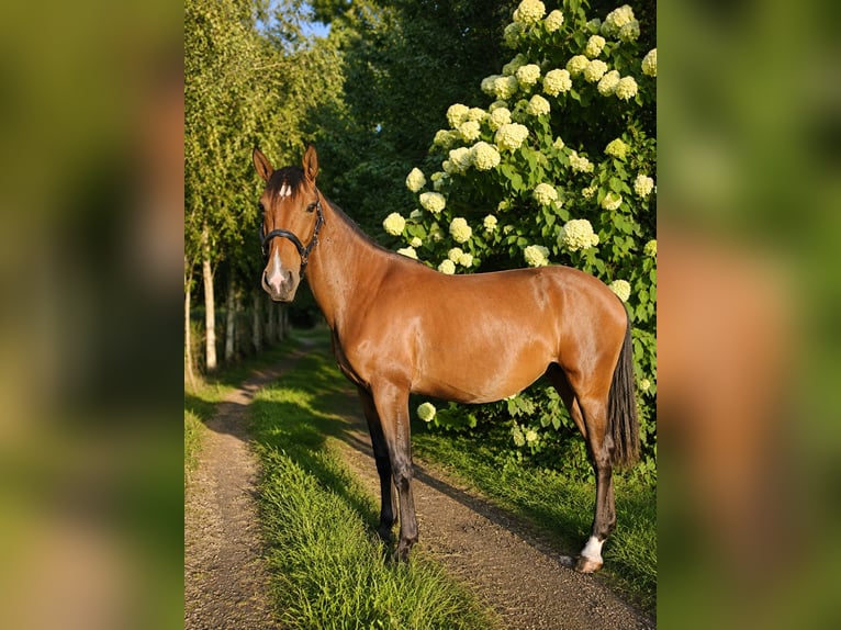 Lusitano Merrie 2 Jaar 158 cm Bruin in Hagen im Bremischen