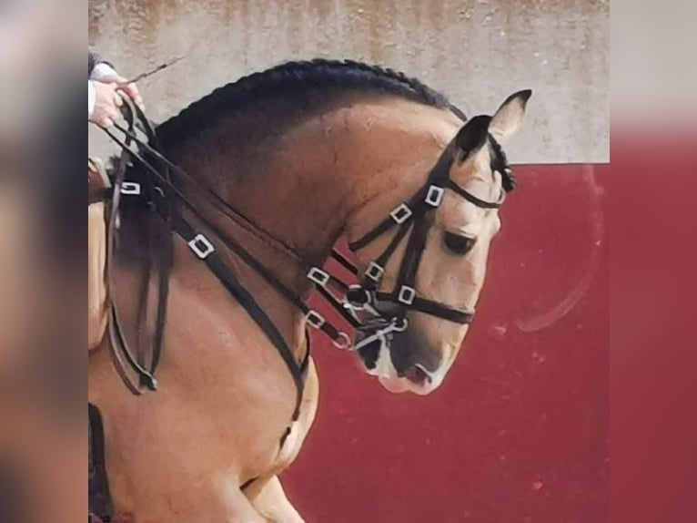 Lusitano Merrie 2 Jaar 158 cm Bruin in Rio Maior