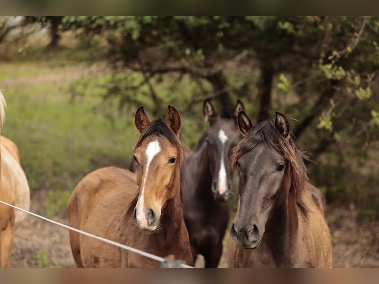 Lusitano Merrie 2 Jaar 158 cm Bruin in Rio Maior