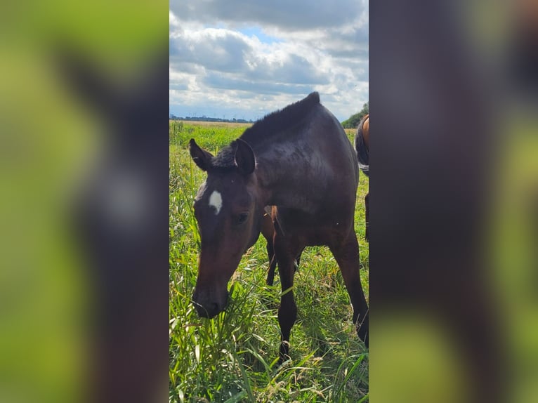 Lusitano Merrie 2 Jaar 158 cm Bruin in Hagen im Bremischen