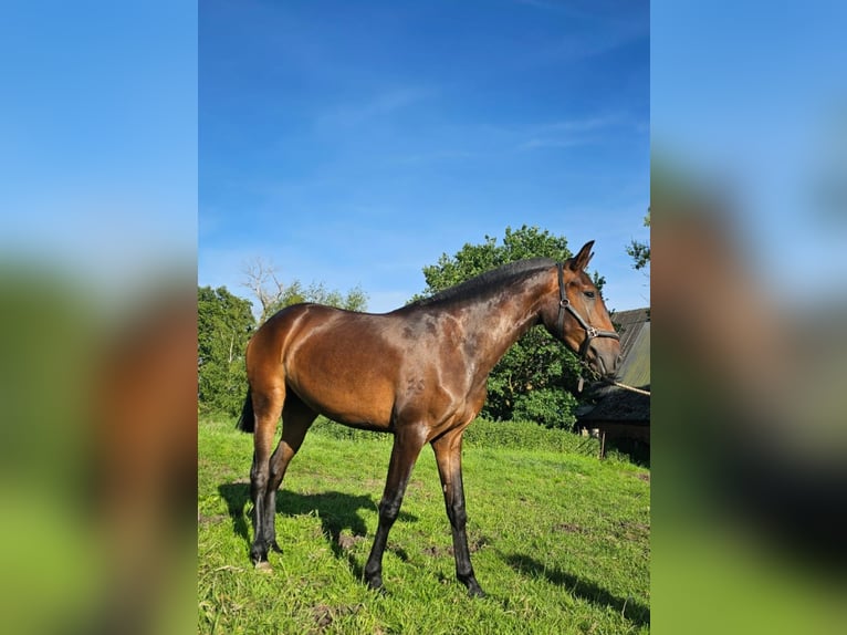 Lusitano Merrie 2 Jaar 158 cm Bruin in Hagen im Bremischen