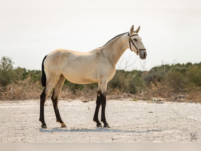 Lusitano Merrie 2 Jaar 158 cm Buckskin in Lavre