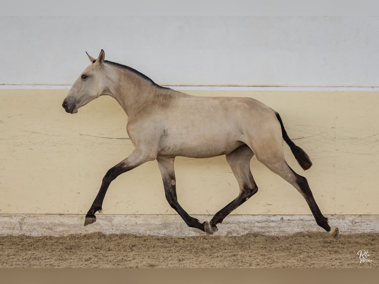 Lusitano Merrie 2 Jaar 158 cm Buckskin in Lavre