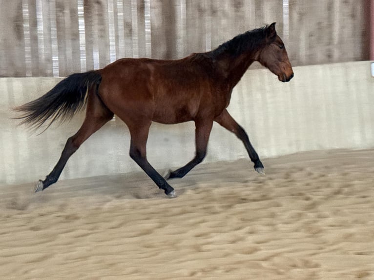 Lusitano Merrie 2 Jaar 160 cm Bruin in Cenves