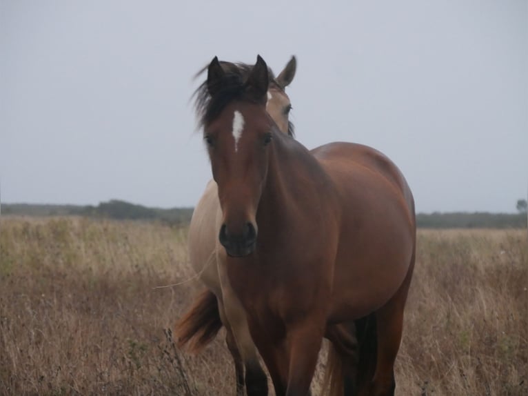 Lusitano Merrie 2 Jaar 160 cm Bruin in Bedburg