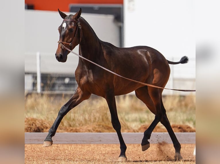 Lusitano Merrie 2 Jaar 160 cm Bruin in Idanha-a-Nova