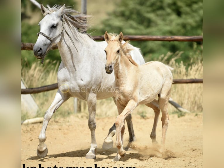 Lusitano Merrie 2 Jaar 160 cm Dunalino in Hýskov