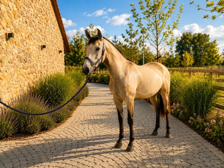 Lusitano Merrie 2 Jaar 160 cm Falbe in Neusäß