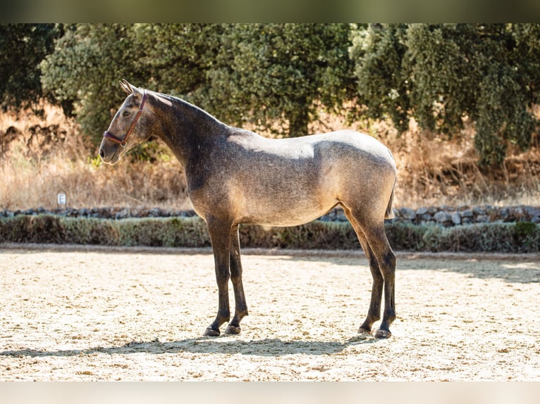 Lusitano Merrie 2 Jaar 160 cm Schimmel in Montecorto