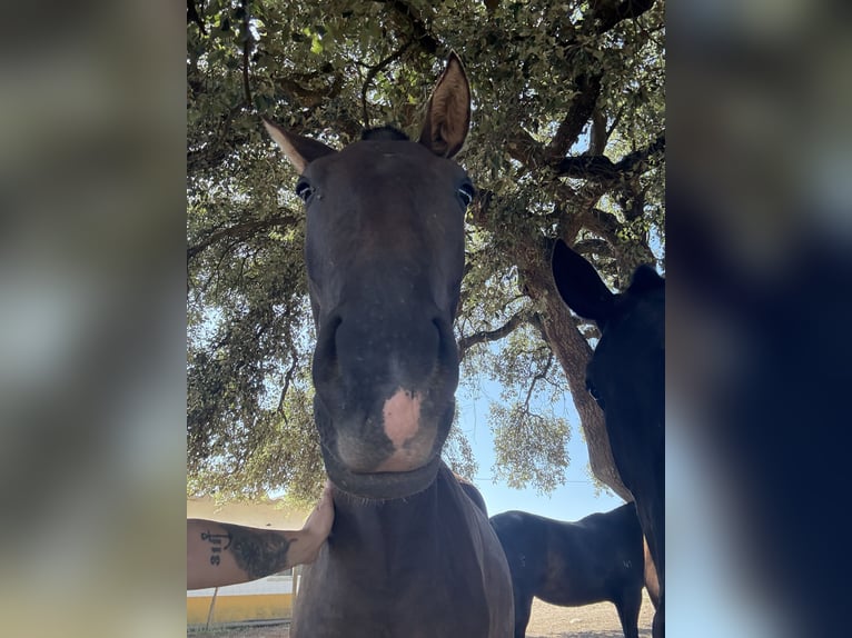 Lusitano Merrie 2 Jaar 160 cm Zwart in Benedita