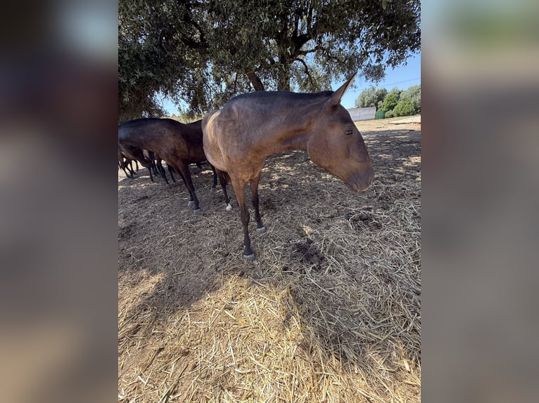 Lusitano Merrie 2 Jaar 160 cm Zwart in Benedita