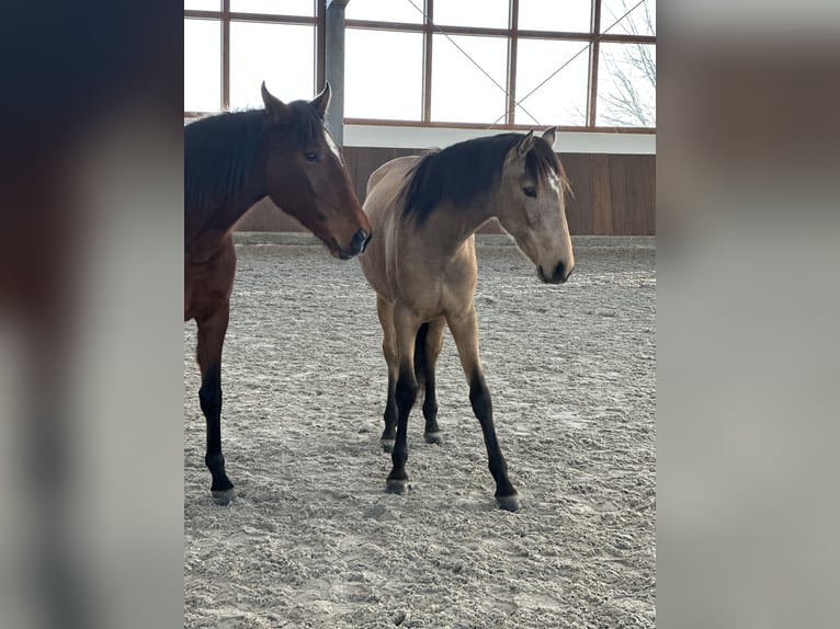 Lusitano Merrie 2 Jaar 161 cm Falbe in Bedburg