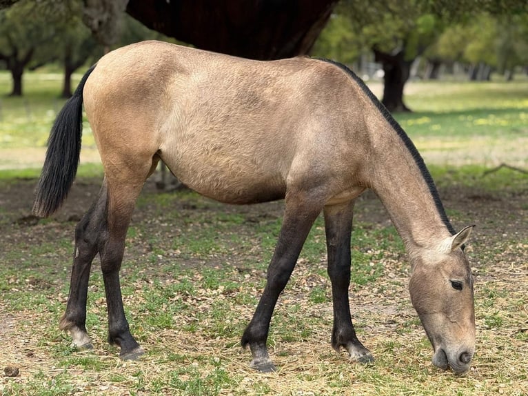 Lusitano Merrie 2 Jaar 162 cm Falbe in Samora Correia