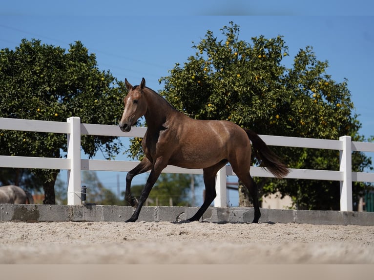 Lusitano Merrie 2 Jaar 162 cm Rood schimmel in Agua Derramada