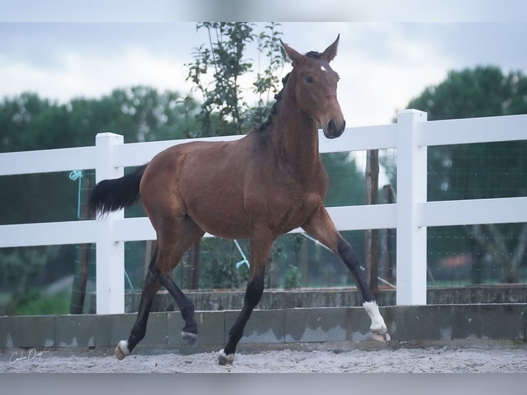 Lusitano Merrie 2 Jaar 162 cm Roodbruin in &#xC1;gua Derramada