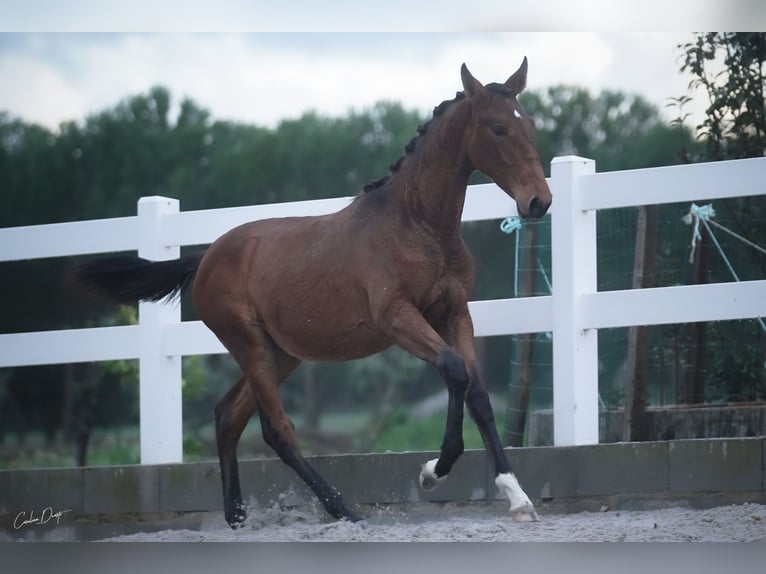 Lusitano Merrie 2 Jaar 162 cm Roodbruin in &#xC1;gua Derramada