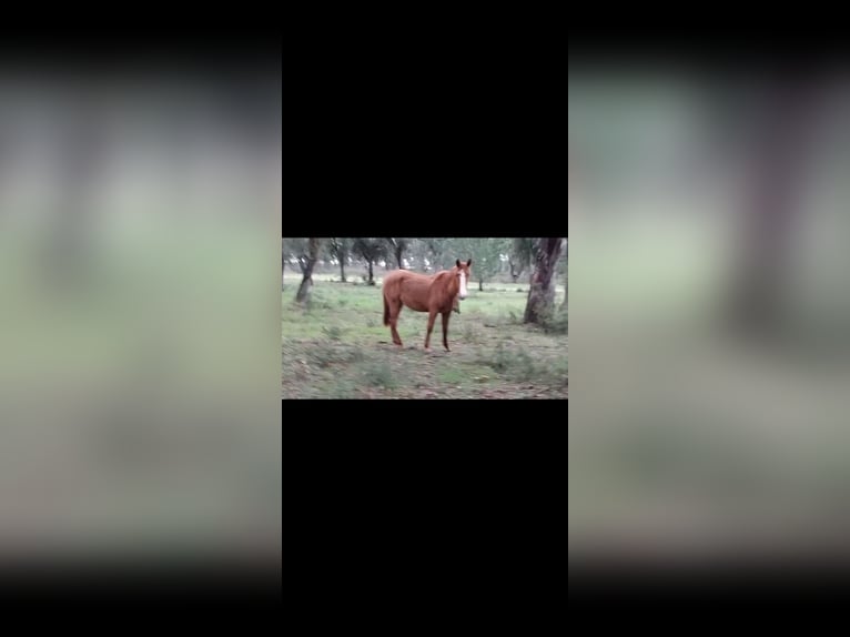 Lusitano Mix Merrie 2 Jaar 162 cm Vos in Rückweiler