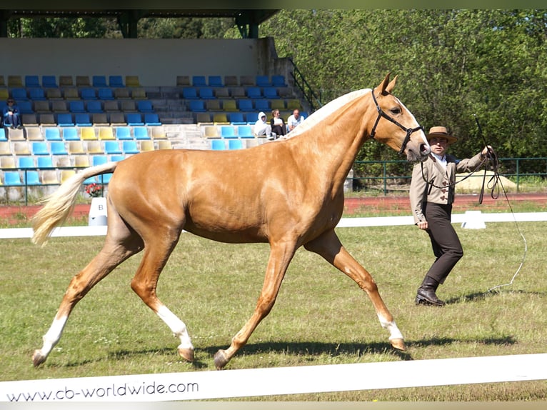 Lusitano Merrie 2 Jaar 164 cm Palomino in RIBAMAR