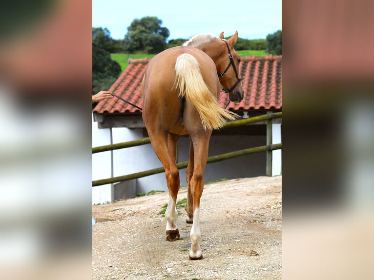 Lusitano Merrie 2 Jaar 164 cm Palomino in RIBAMAR
