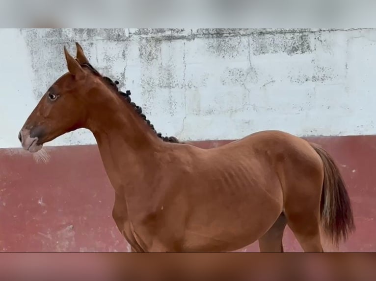 Lusitano Mix Merrie 2 Jaar 165 cm Appaloosa in Marinha Grande
