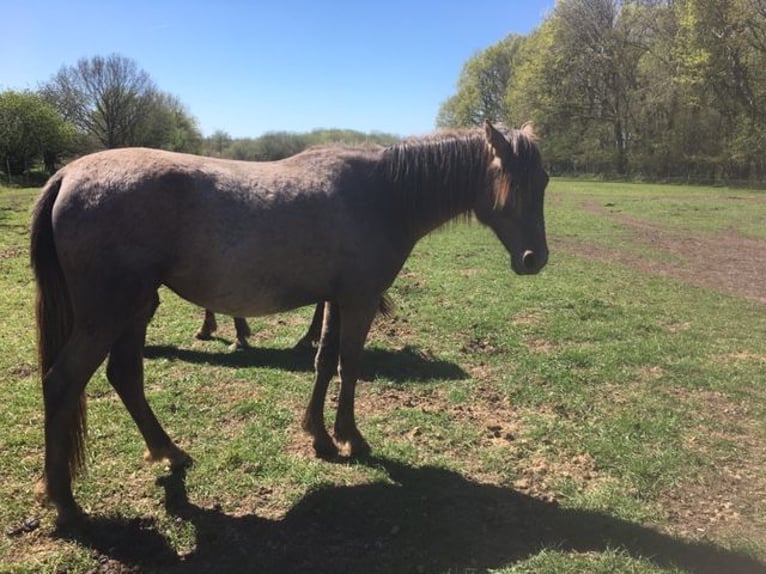 Lusitano Mix Merrie 2 Jaar 165 cm Rood schimmel in Groß Vollstetd
