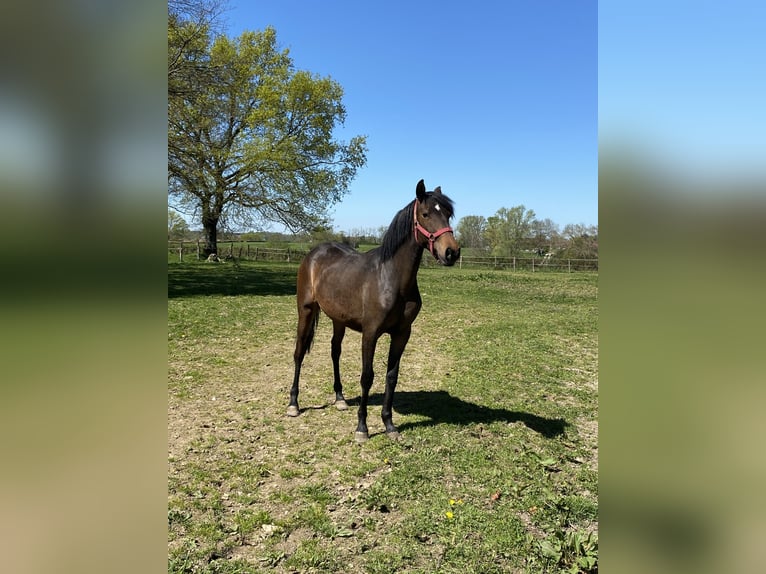 Lusitano Merrie 2 Jaar Bruin in Tronchy