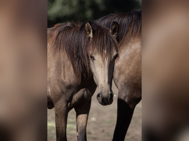 Lusitano Merrie 2 Jaar Buckskin in El Cubillo &#8211; Segovia