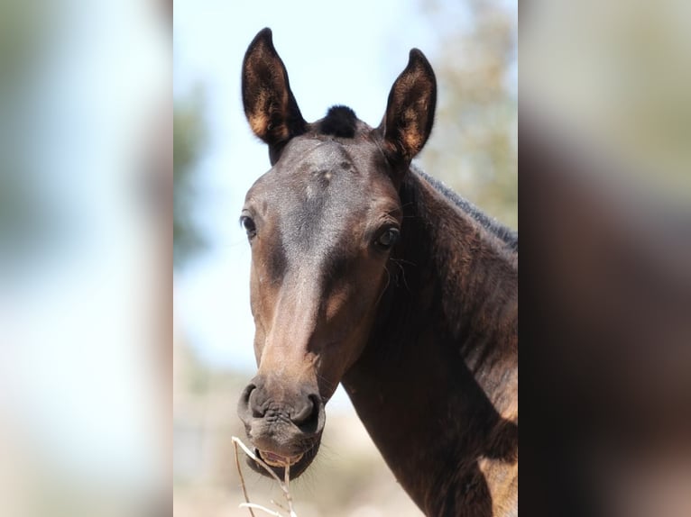 Lusitano Merrie 2 Jaar Donkerbruin in Soyen