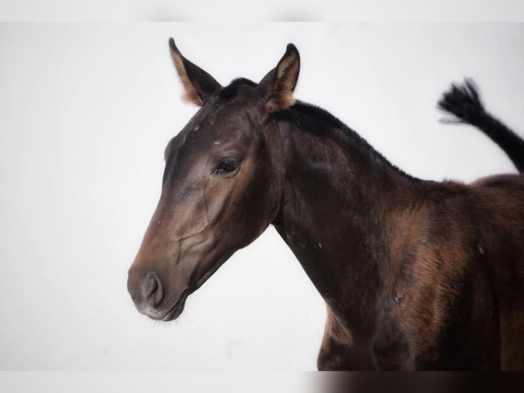 Lusitano Merrie 2 Jaar Donkerbruin in Soyen