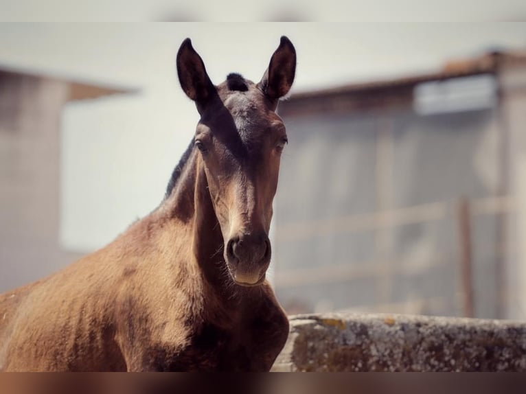 Lusitano Merrie 2 Jaar Donkerbruin in Soyen