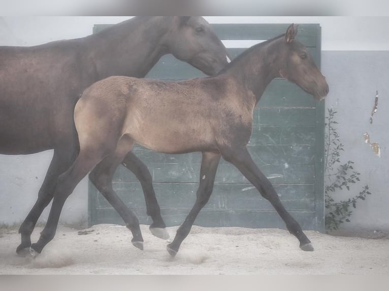 Lusitano Merrie 2 Jaar Donkerbruin in Soyen