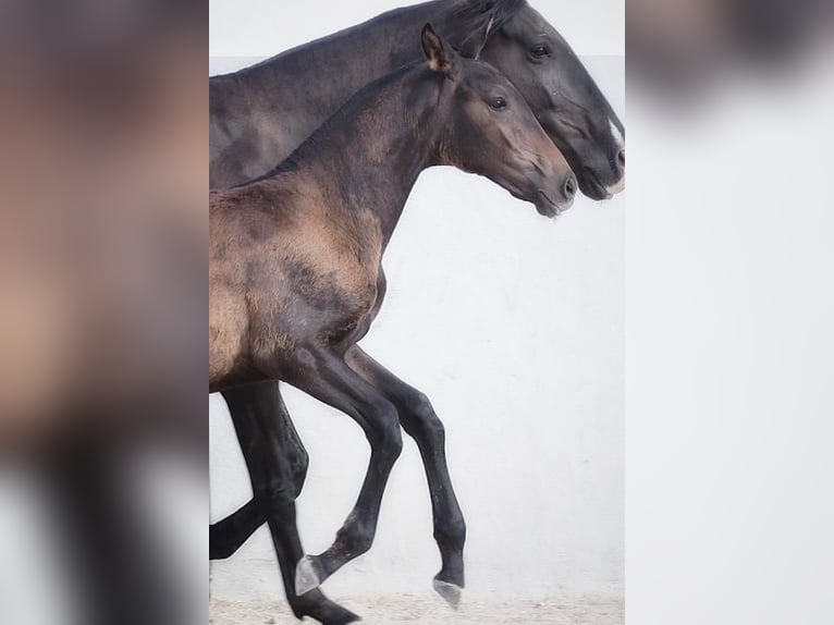 Lusitano Merrie 2 Jaar Donkerbruin in Soyen