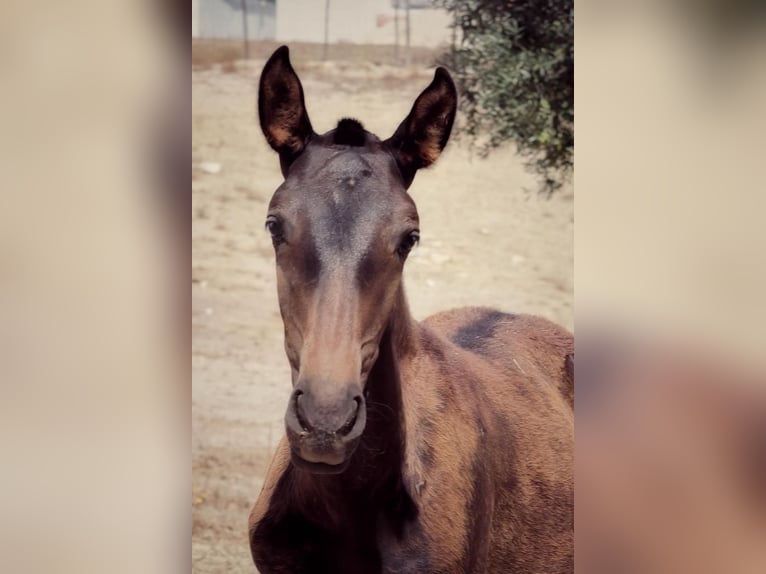 Lusitano Merrie 2 Jaar Donkerbruin in Soyen