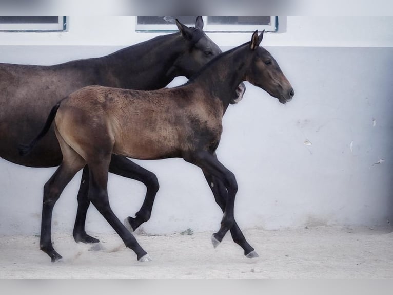 Lusitano Merrie 2 Jaar Donkerbruin in Soyen