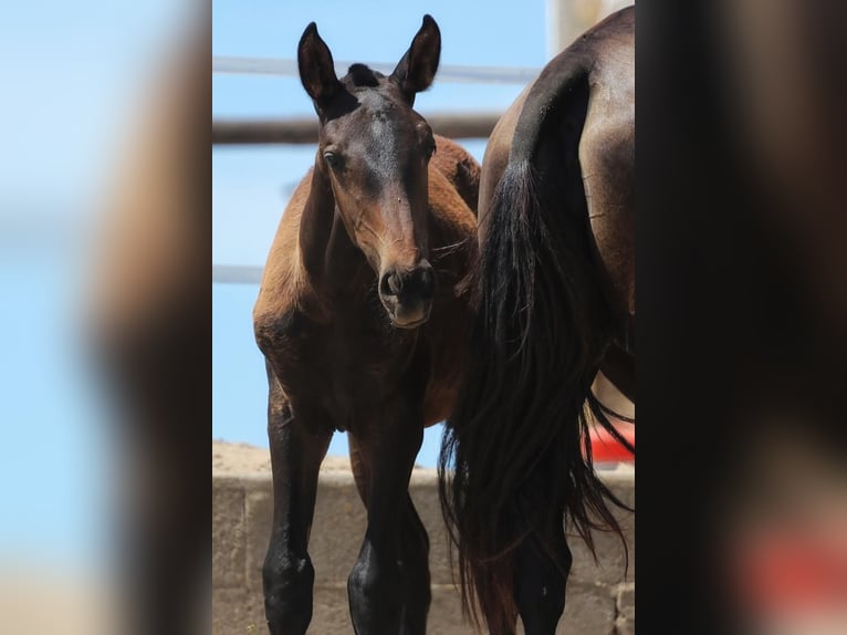 Lusitano Merrie 2 Jaar Donkerbruin in Soyen