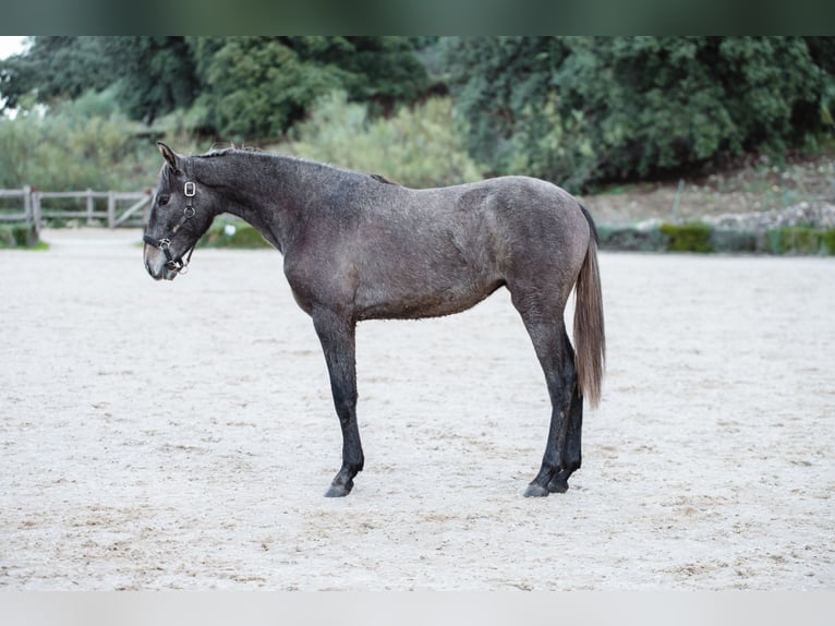 Lusitano Merrie 2 Jaar in El gastor