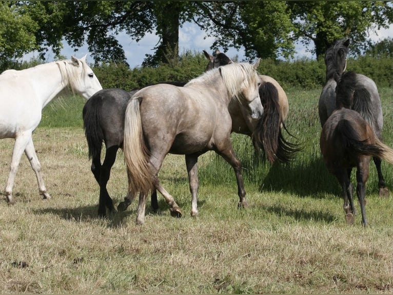 Lusitano Merrie 2 Jaar Palomino in Saligny-sur-Roudon