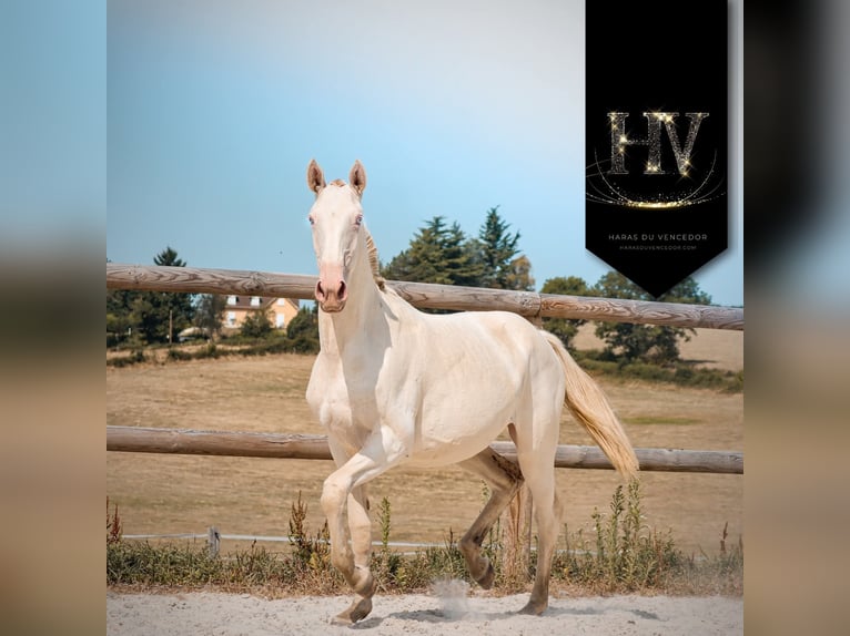 Lusitano Merrie 2 Jaar Perlino in Marly-sous-Issy