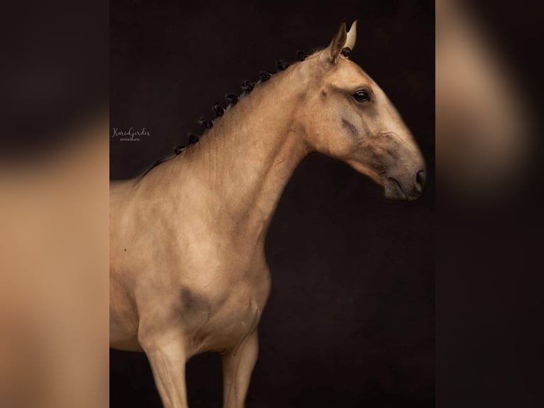 Lusitano Merrie 3 Jaar 145 cm Buckskin in Lelystad