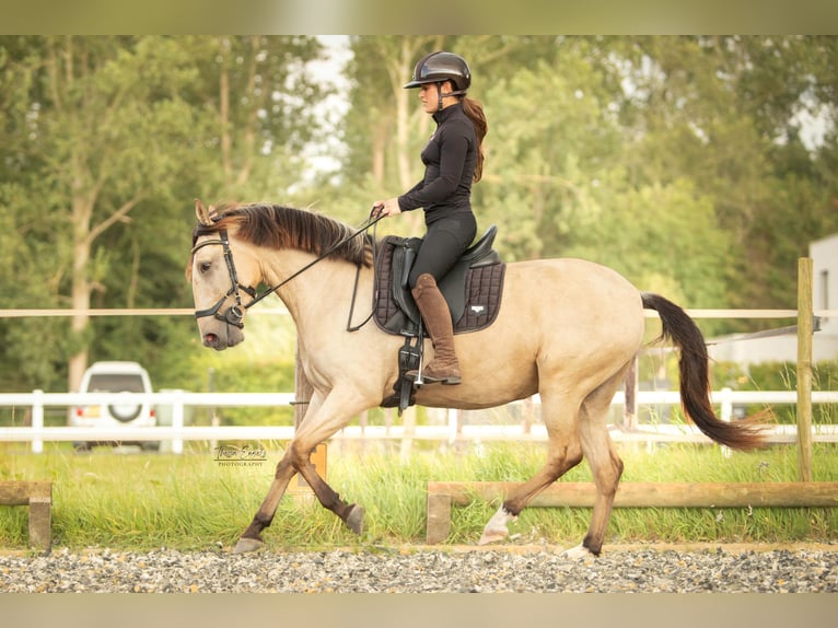 Lusitano Merrie 3 Jaar 145 cm Buckskin in Lelystad