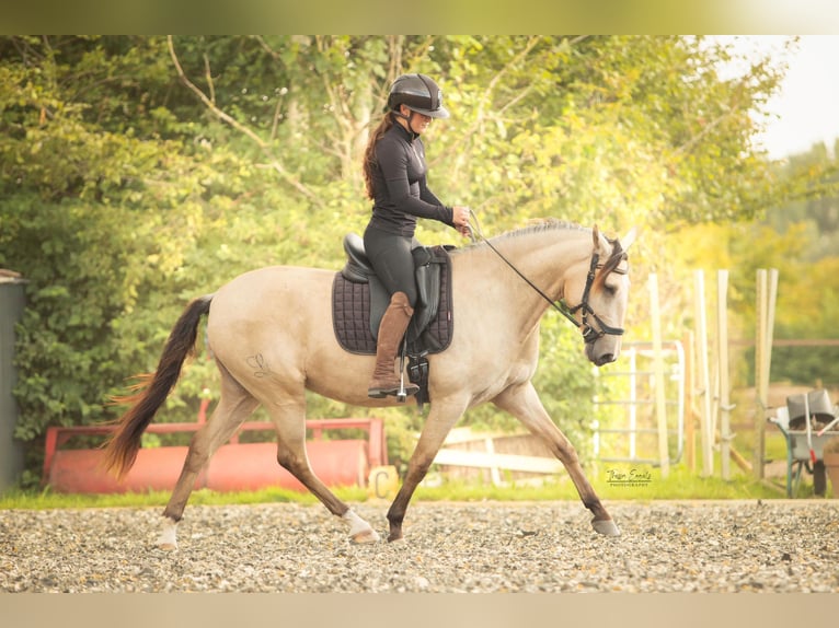 Lusitano Merrie 3 Jaar 145 cm Buckskin in Lelystad