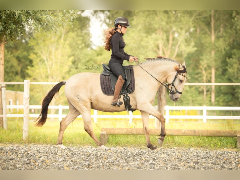 Lusitano Merrie 3 Jaar 145 cm Buckskin in Lelystad