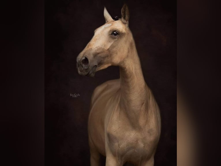 Lusitano Merrie 3 Jaar 145 cm Buckskin in Lelystad