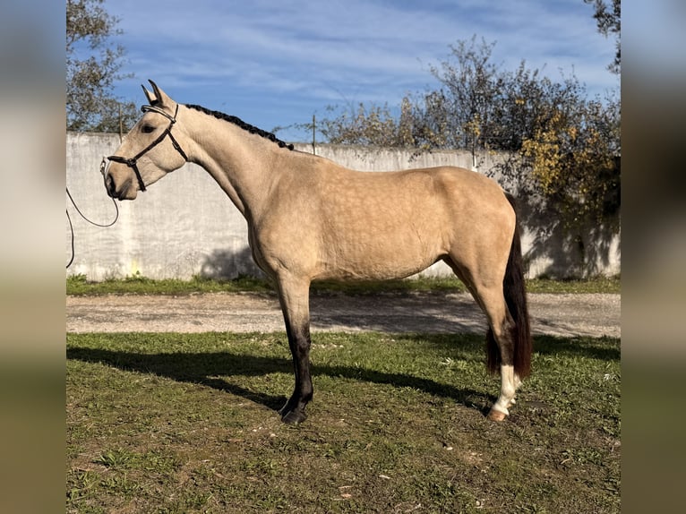 Lusitano Merrie 3 Jaar 146 cm Buckskin in Casal do Ralha