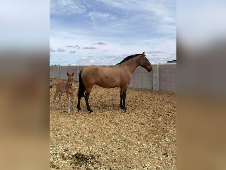 Lusitano Merrie 3 Jaar 155 cm Bruin in Erdre en anjou