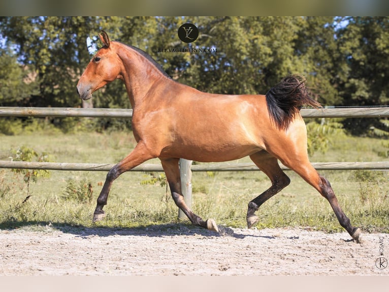 Lusitano Merrie 3 Jaar 155 cm Bruin in Erdre en anjou