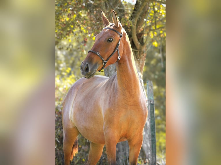 Lusitano Merrie 3 Jaar 155 cm Bruin in Erdre en anjou
