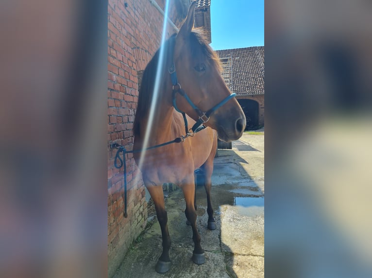 Lusitano Mix Merrie 3 Jaar 155 cm Bruin in Hessisch Oldendorf